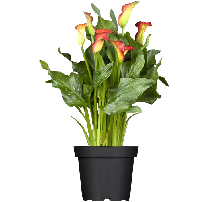 Calla