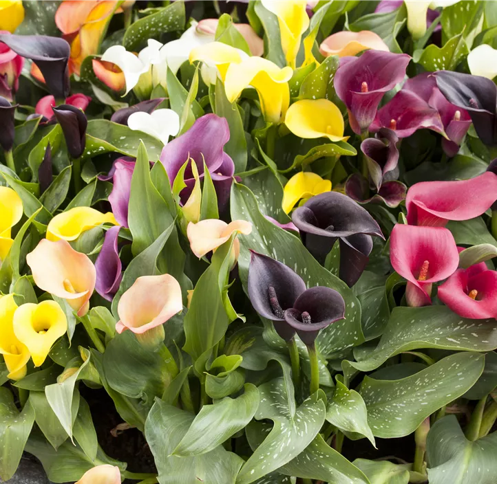 Calla