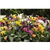 bellaflora Gartencenter GmbH