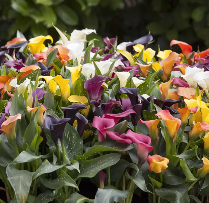 Calla