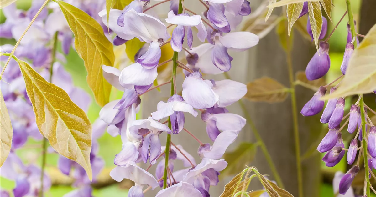 Wisteria , Japanischer Blauregen, Schirmform - Bellaflora
