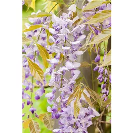 Wisteria 