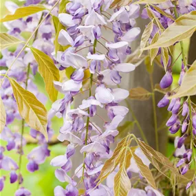 Wisteria 