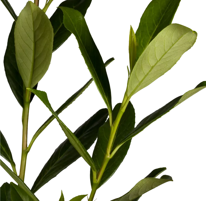 Kaukasische Kirschlorbeer 'Caucasica' Kaukasische Kirschlorbeer 'Caucasica'