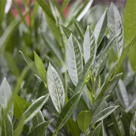 Prunus lusitanica Titan