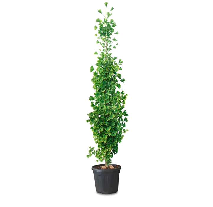 Fächerblattbaum
