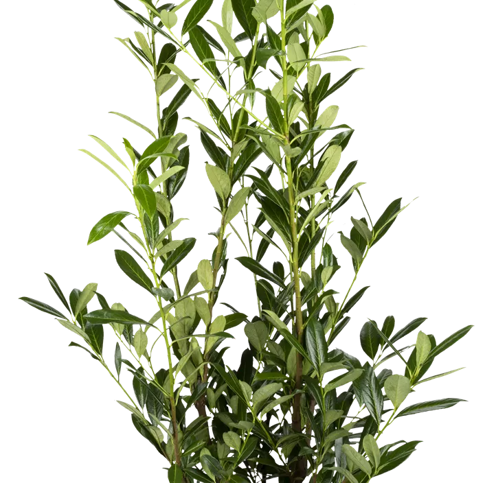 Kaukasische Kirschlorbeer 'Caucasica' Kaukasische Kirschlorbeer 'Caucasica'