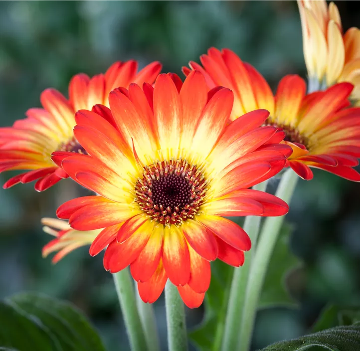 Gerbera