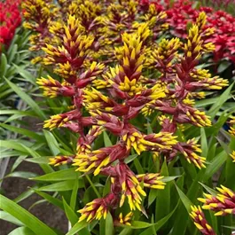 Guzmania hybride Choco