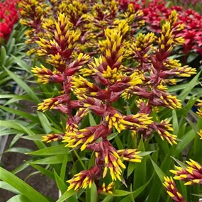 Guzmania hybride Choco Guzmania hybride Choco