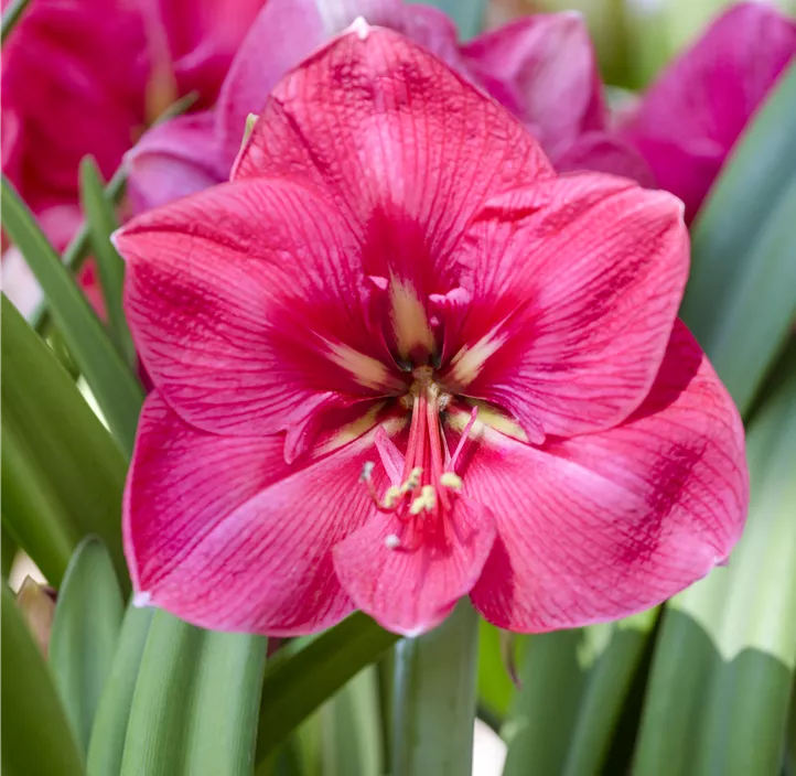 Amaryllis