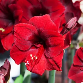 Hippeastrum Hybride Hippeastrum Hybride