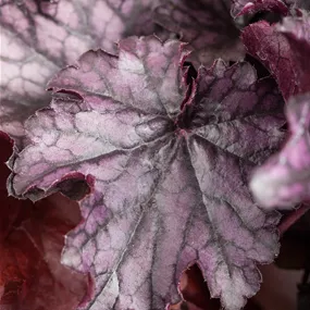 Heuchera Hybriden 'Blackberry Jam'