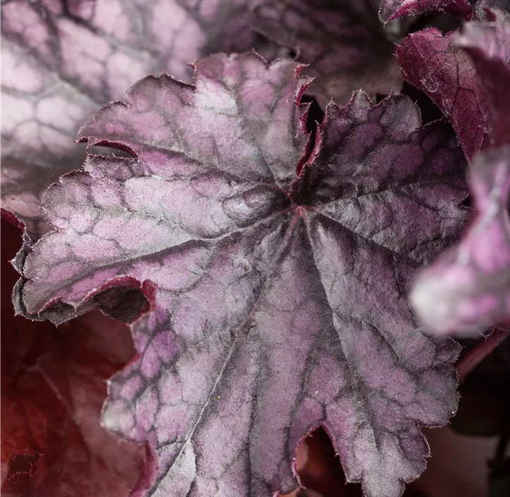 Purpurglöckchen 'Blackberry Jam'