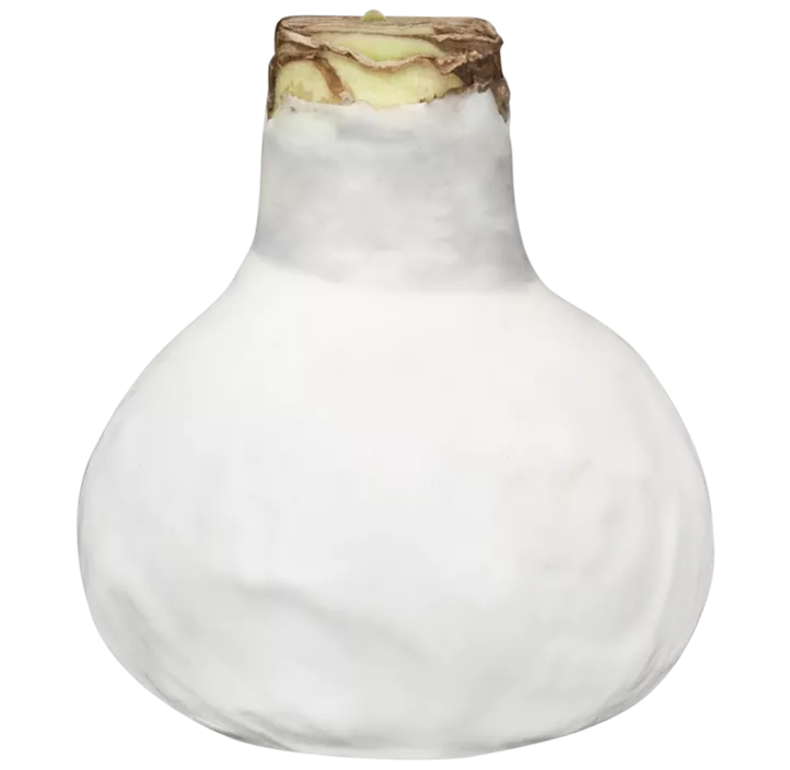 Gewachster Ritterstern