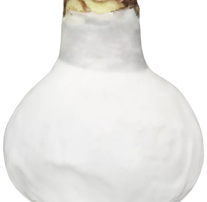 Gewachster Ritterstern