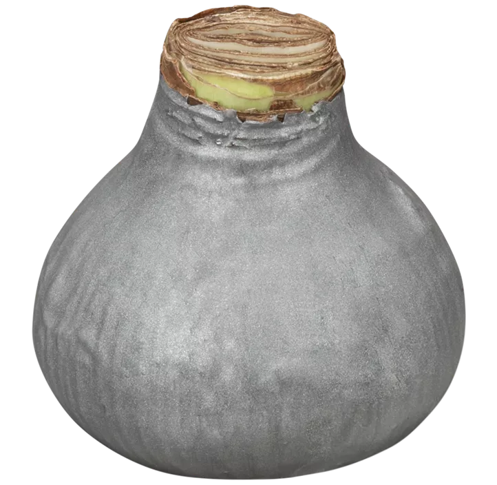 Gewachster Ritterstern