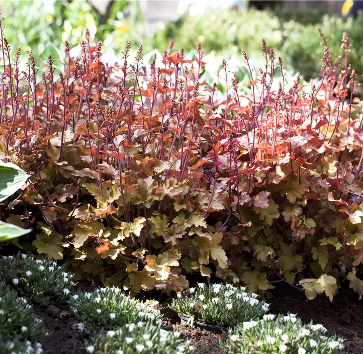 Purpurglöckchen 'Marmalade'(s)