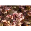 bellaflora Gartencenter GmbH
