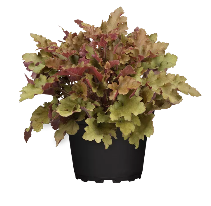 Purpurglöckchen 'Marmalade'(s)