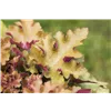 bellaflora Gartencenter GmbH