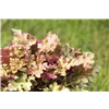 bellaflora Gartencenter GmbH
