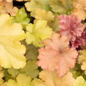 Heuchera Hybriden 'Marmalade'