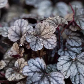 Heuchera Hybriden 'Sugar Frosting'