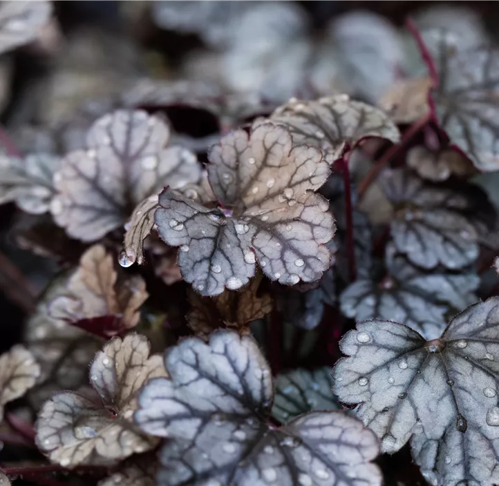 Garten-Silberglöckchen 'Sugar Frosting'
