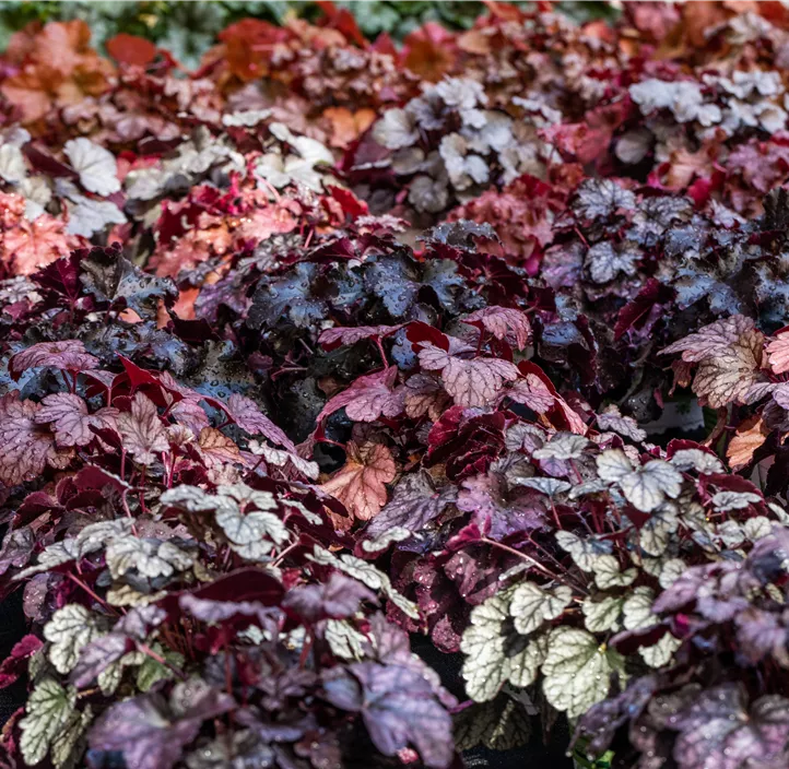 Garten-Silberglöckchen 'Sugar Frosting'