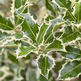 Ilex aquifolium Argentea Marginata