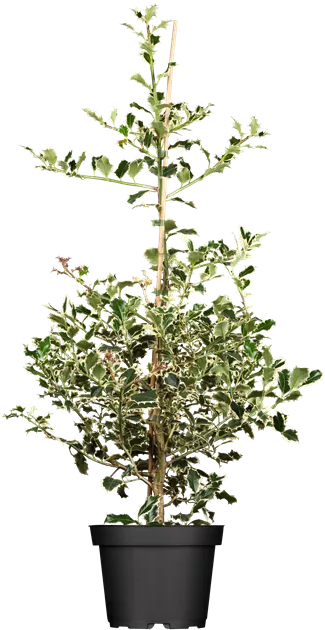 Ilex aquifolium Argentea Marginata, Weibunte Stechpalme 'Argentea Marginata'  - Bellaflora