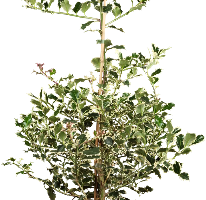 Weißbunte Stechpalme 'Argentea Marginata'