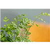 bellaflora Gartencenter GmbH