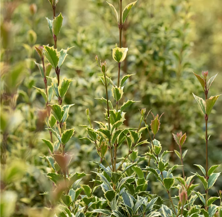 Weißbunte Stechpalme 'Argentea Marginata'