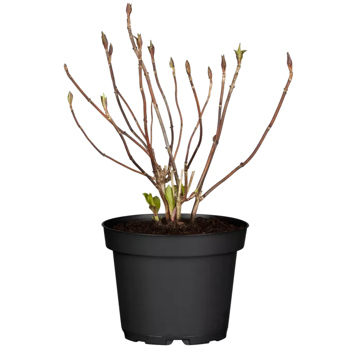 Hortensie 'Endless Summer'®
