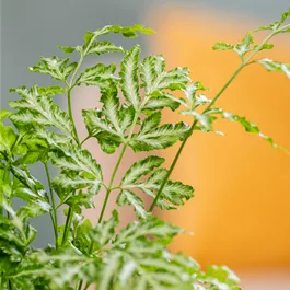 Humata tyermanii