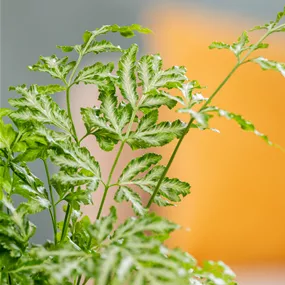 Humata tyermanii