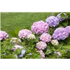 bellaflora Gartencenter GmbH