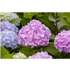 bellaflora Gartencenter GmbH