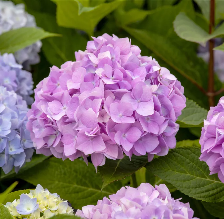 Hortensie 'Endless Summer'®