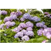 bellaflora Gartencenter GmbH