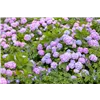 bellaflora Gartencenter GmbH