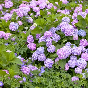Hydrangea Endless Summer Mix