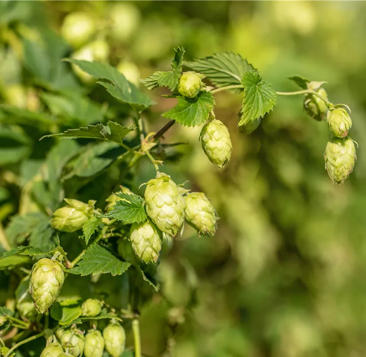 Bierhopfen