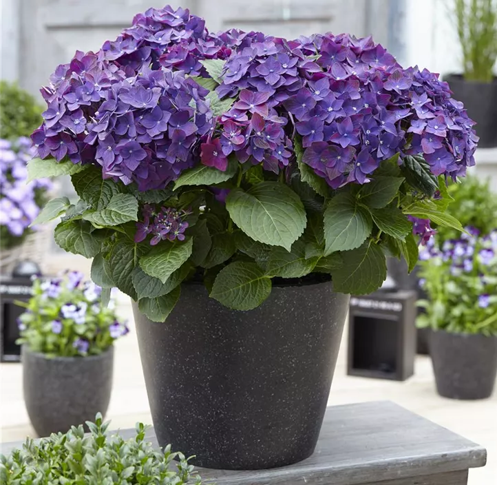 Gartenhortensie Music Collection
