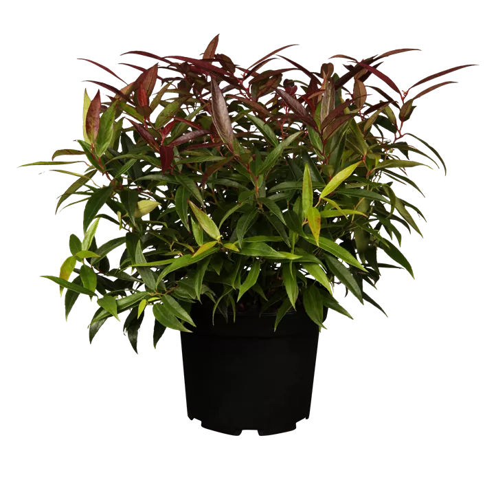 Traubenmyrthe 'Burning Love'