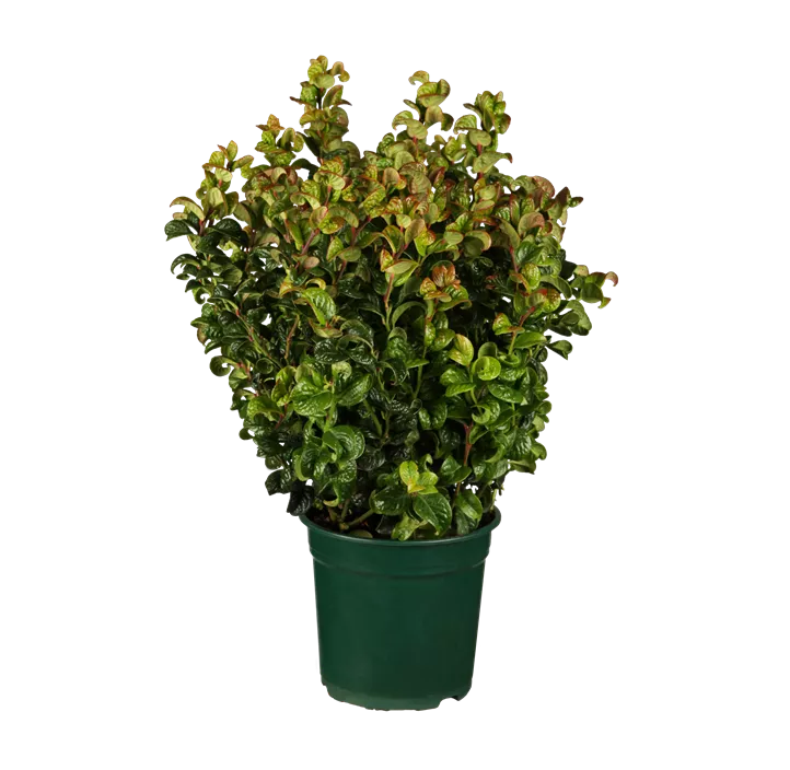Traubenheide 'Curly Red'®