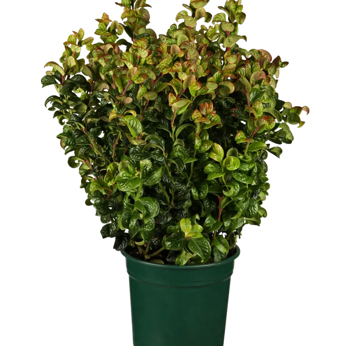 Traubenheide 'Curly Red'®