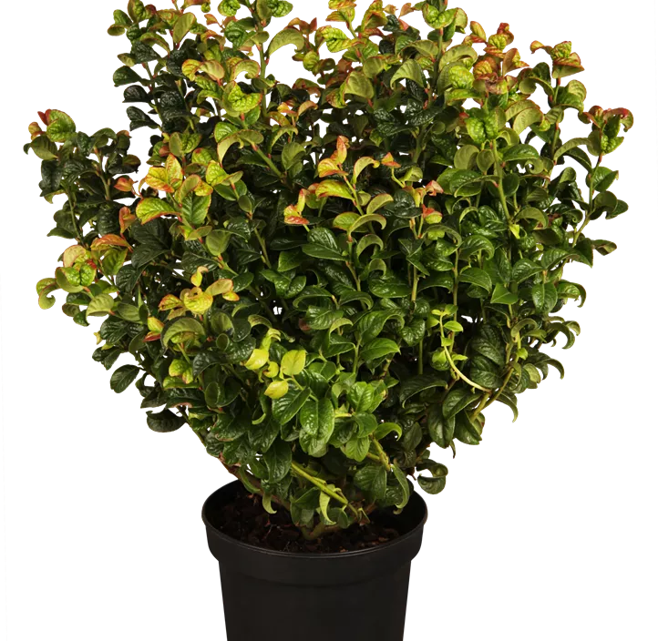Traubenheide 'Curly Red'®